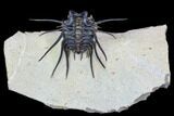 Alien Dicranurus Trilobite - Free-Standing Spines #108780-1